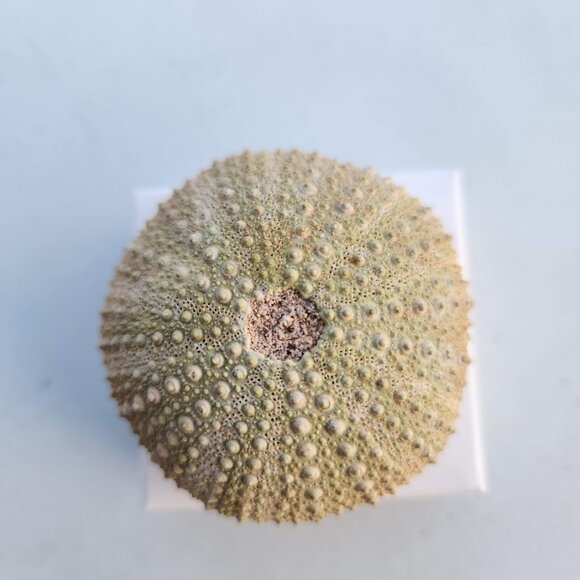 Whole Sea Urchin Fossil Shell Gems and Minerals Rocks Fossils Decor Nautical Nic - Picture 13 of 14